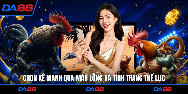 Chọn kê mạnh qua màu lông và tình trạng thể lực